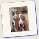 [Animal Pet Humour Fun] Dog cat - Chien chat Qui est-ce.jpg